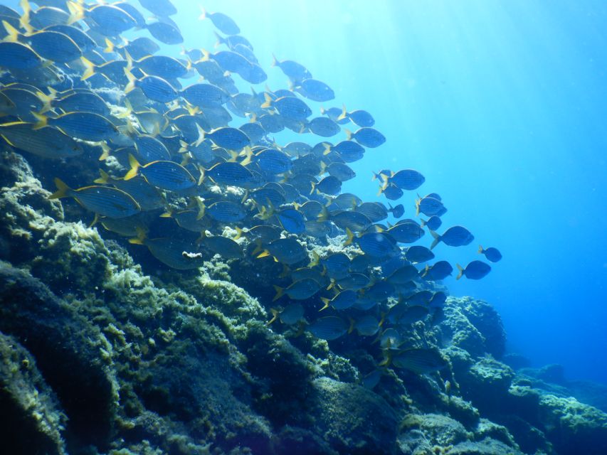Tenerife : Snorkeling underwater with freediving Instructor - Gear you get, and why fit matters more than you think