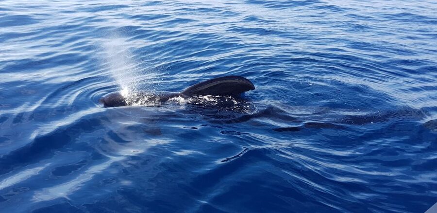 Tenerife: South Island Boat-Trip and Sea Excursion - Fishing in the Lagoon, A Fun Option Without Pressure
