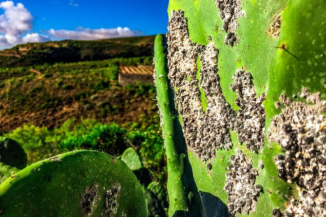 Tenerife South Private Tour: Secrets of the Volcanoes - The viewpoint with 90+ volcanic formations: why your mental map improves