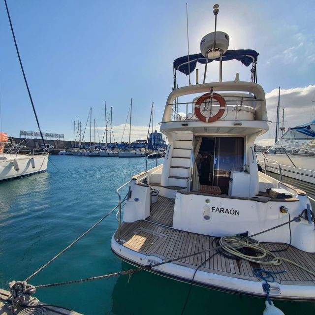 Tenerife south: safari with luxury boat , animals encounters - Key points before you go