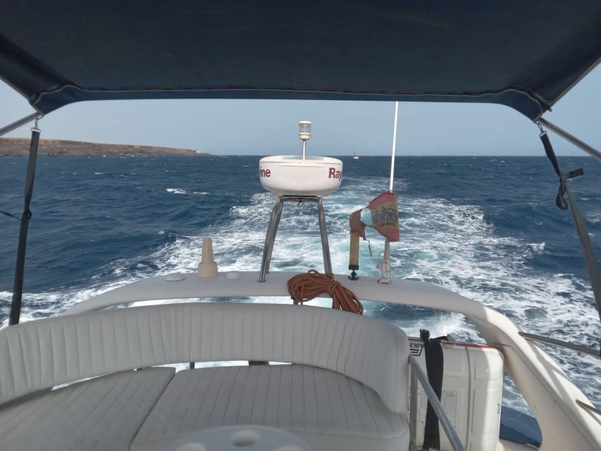 Tenerife south: safari with luxury boat , animals encounters - Whales and dolphins on the itinerary: what the tour is really hunting