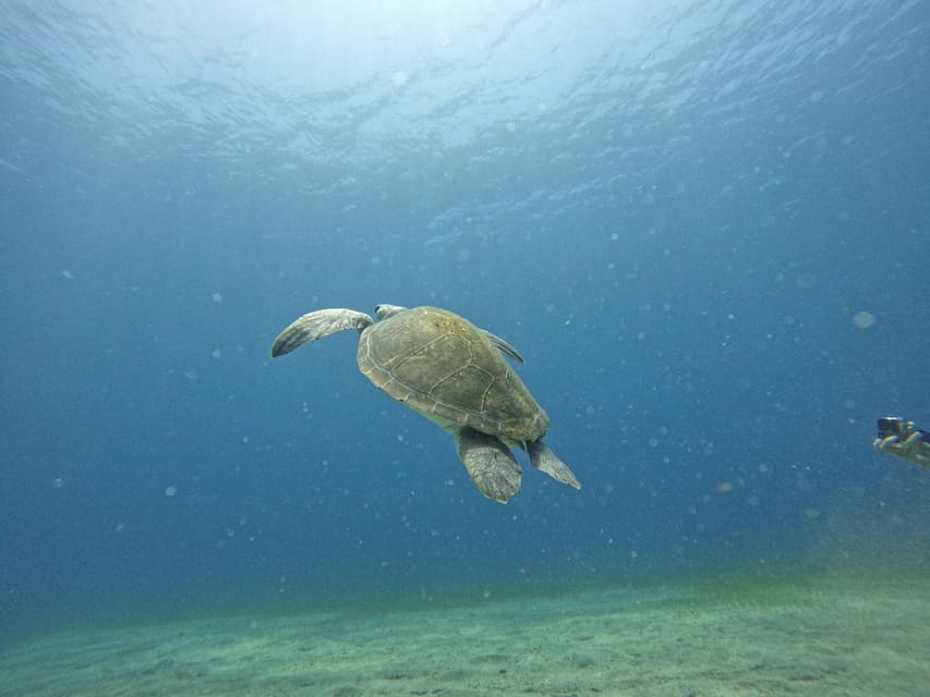 Tenerife sur: Buceo para principiantes en Adeje - Timing and Pace: 3.5 Hours That Fit a Vacation Day