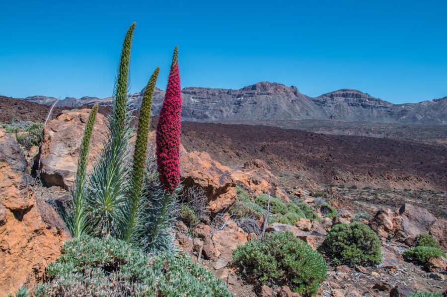 Tenerife: Teide and Las Cañadas Half-Day Tour - Ascending toward the 2,000 meter volcanic plateau above the clouds