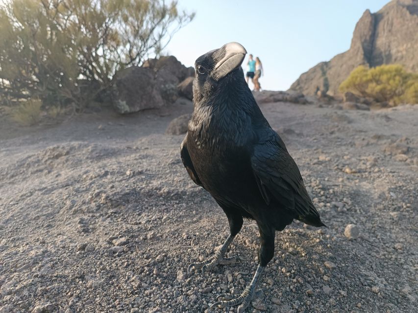 Tenerife: Teide, Masca, Garachico, and Sunset Exclusive Tour - Price and Value: Is $112 a Good Deal?