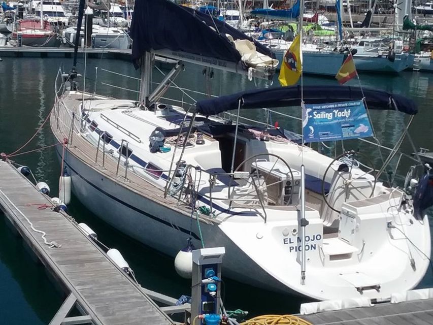 Tenerife: Teide National Park and Dolphins Sailboat Tour - South coast sailboat: your chance at dolphins and pilot whales