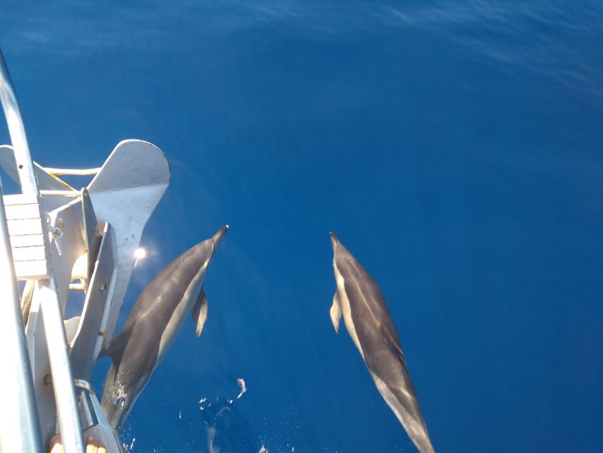 Tenerife: Teide National Park and Dolphins Sailboat Tour - Who this tour is best for, and who should skip it