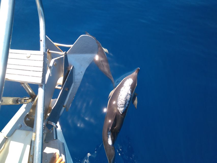Tenerife: Teide National Park and Dolphins Sailboat Tour - A few practical tips before you go