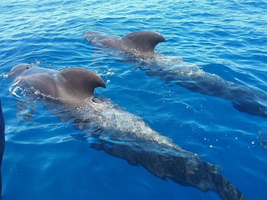 Tenerife: Teide National Park and Dolphins Sailboat Tour - Morning pickup and the ride into Teide National Park