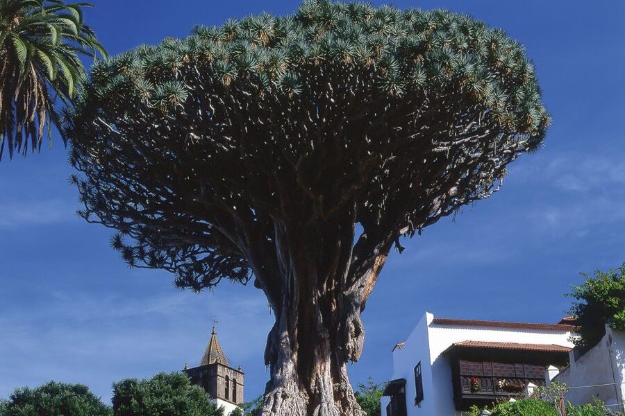 Tenerife: Teide National Park Full-Day Tour with Pickup - Teide National Park in one day, starting with south Tenerife pickup