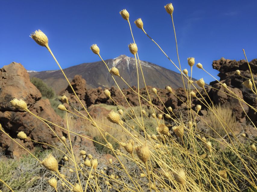 Tenerife: Teide National Park & Teno Rural Park Private Tour - The guide makes the difference: Jaime’s tailored approach