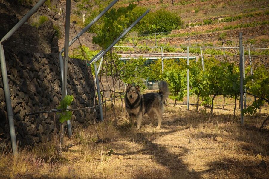 Tenerife: Tour of an Organic Vineyard with Tasting & Snacks - Meet-up, transfers, and what 3 hours covers