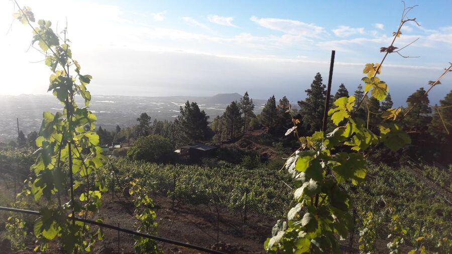 Tenerife: Tour of an Organic Vineyard with Tasting & Snacks - The walking route: how old vines and wine-making actually connect