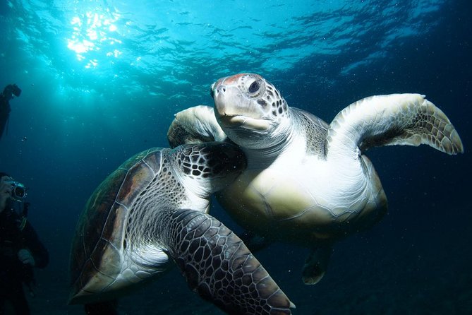 Tenerife Turtle and Snorkel Tour from Costa Adeje - Key Highlights Worth Knowing