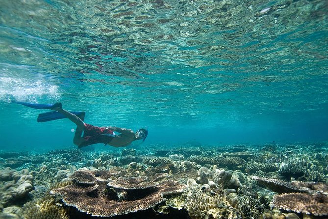 Tenerife Turtle and Snorkel Tour from Costa Adeje - A Short Boat Ride to Sea Turtle Country From Costa Adeje