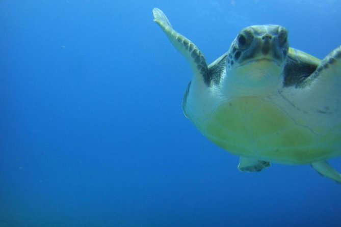 Tenerife Turtle and Snorkel Tour from Costa Adeje - The Turtle Snorkel Stop: Depth, Coves, and What the Water Really Feels Like