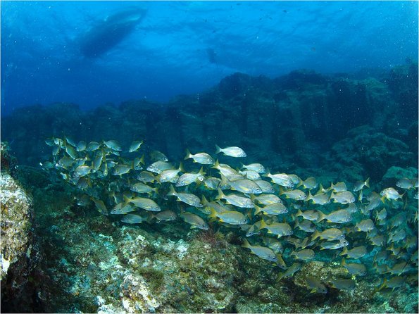Tenerife Turtle and Snorkel Tour from Costa Adeje - Sea Life Beyond Turtles: Fish, Rays, and Dolphins on the Way Back