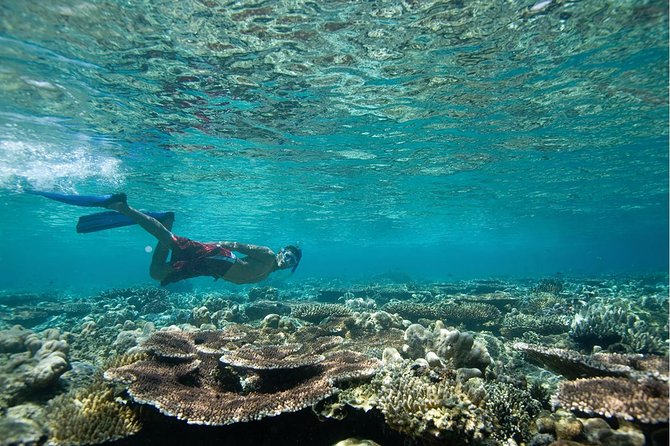 Tenerife Turtle and Snorkel Tour from Costa Adeje - Safety, Swimming Level, and Rough-Water Reality Check