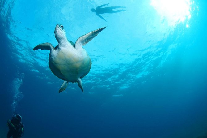 Tenerife Turtle and Snorkel Tour from Costa Adeje - Timing, Group Size, and How to Fit This Into Your Day