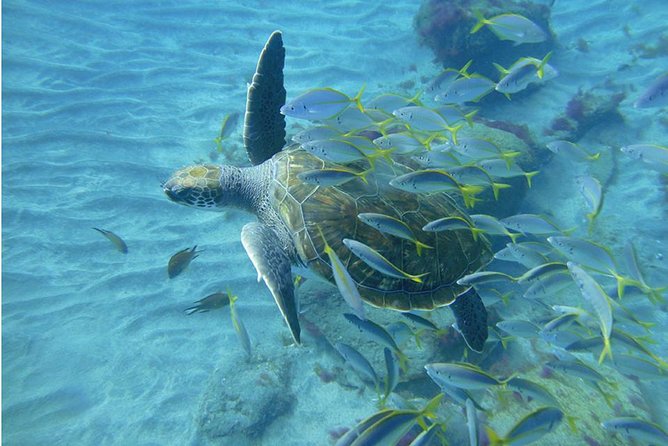 Tenerife Turtle and Snorkel Tour from Costa Adeje - My Booking Advice: When This Turtle Snorkel Tour Is a Yes