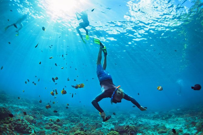 Tenerife Turtle and Snorkel Tour from Costa Adeje - What Happens Before You Get in the Water: Gear, Briefing, and Camera Rules
