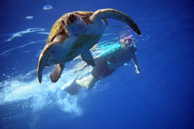Tenerife: Turtle & Dolphin Kayak Tour with Snorkel & Wetsuit - Key things to know before you go