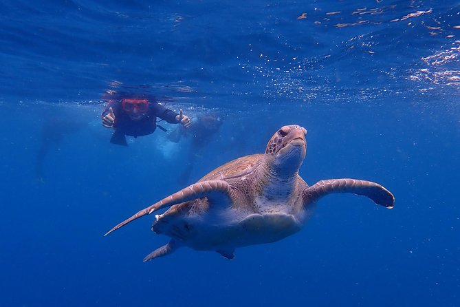 Tenerife: Turtle & Dolphin Kayak Tour with Snorkel & Wetsuit - Gear is included, so you paddle instead of play rental roulette