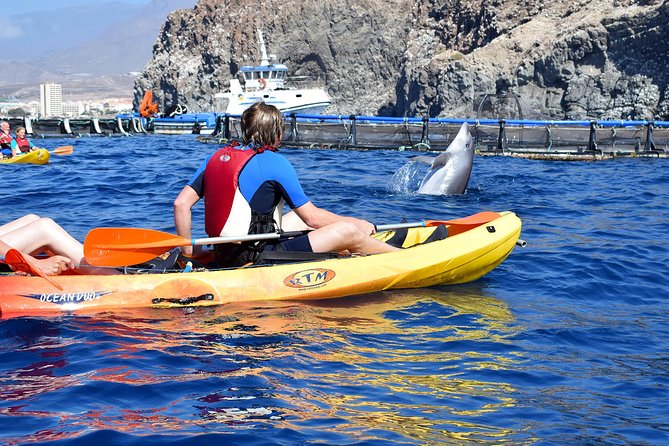 Tenerife: Turtle & Dolphin Kayak Tour with Snorkel & Wetsuit - Dolphin and turtle spotting: how to watch without turning into a seeker