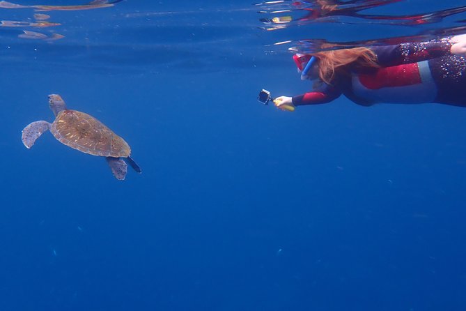 Tenerife: Turtle & Dolphin Kayak Tour with Snorkel & Wetsuit - How hard is it? Fitness, swim rules, and the real paddling effort