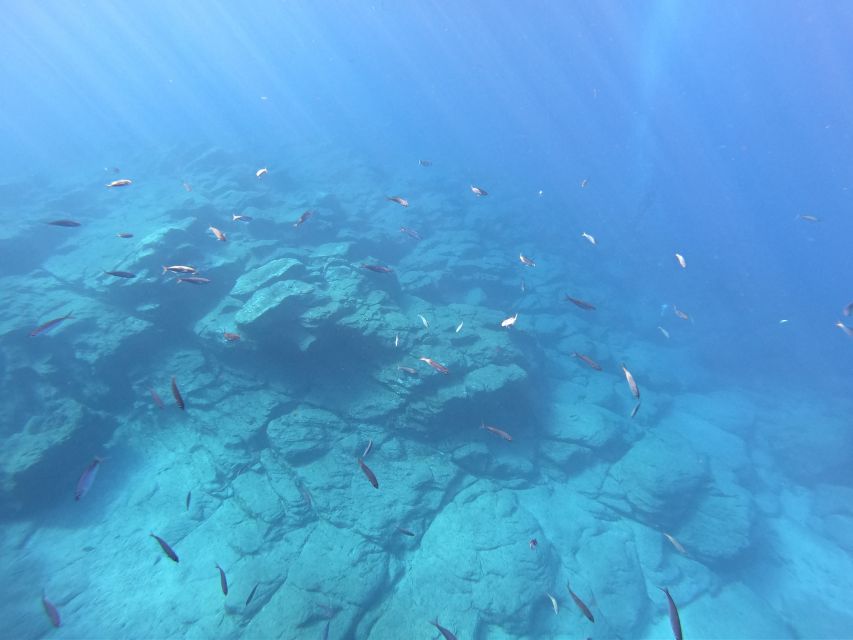 Tenerife: Underwater Lava Tongues Snorkel Excursion - Price and value: why $58 can make sense
