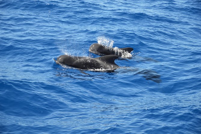 Tenerife: Whale and dolphin watching - Key things I’d circle before you go