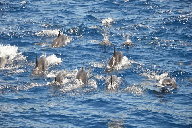 Tenerife: Whale and dolphin watching - Who this Tenerife whale and dolphin trip is best for