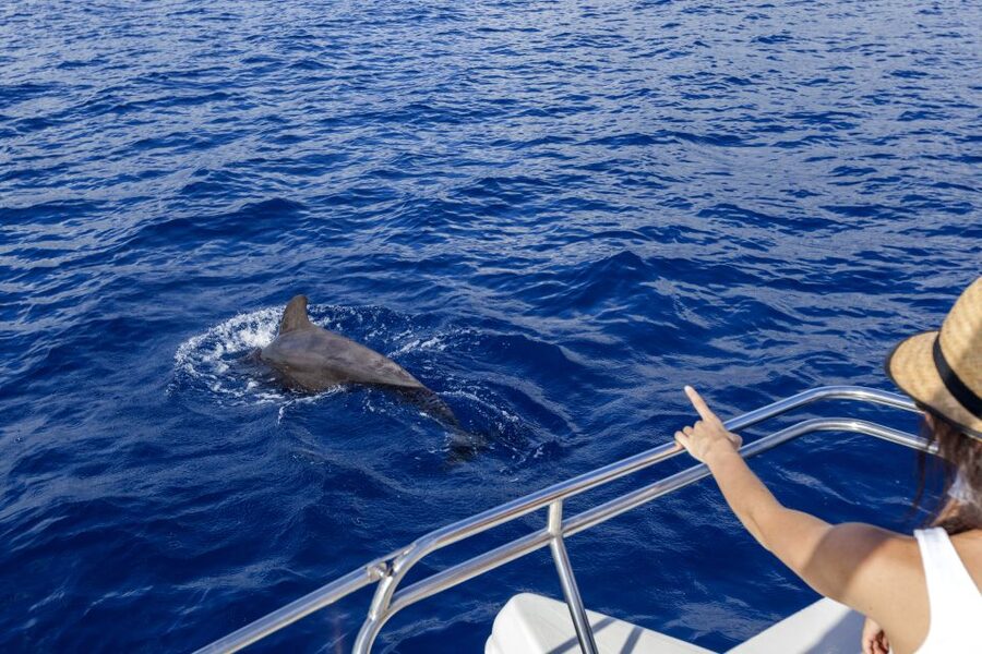 Tenerife: Whale and Dolphin Watching Tour by Sailboat - Why Tenerife whale and dolphin watching from a small sailboat works