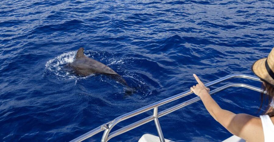 Tenerife: Whale and Dolphin Watching Tour by Sailboat - Blue Boat operator and a crew that actually helps you read the ocean