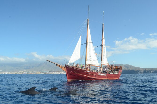 Tenerife: Whale and Dolphin Watching with a Plunge - Getting to Los Cristianos and Finding Your Boat
