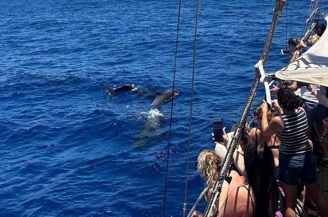 Tenerife: Whale and Dolphin Watching with a Plunge - Should You Book This Tenerife Whale and Dolphin Tour?