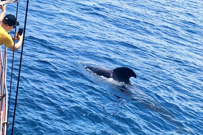 Tenerife: Whale and Dolphin Watching with a Plunge - What You’ll Notice Onboard the Peter Pan