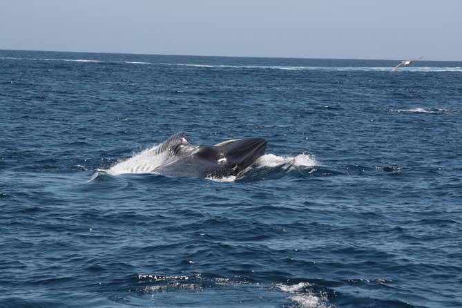 Tenerife: Whale and dolphin watching - Cruising the coves off Tenerife: what your 2 hours are really like
