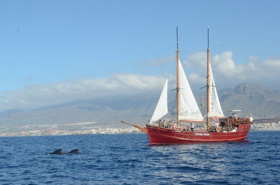 Tenerife: Whale & Dolphin Watching Cruise with Swim Stop - Pirate Ship Peter Pan, Ethical Rules, and Why That Matters in Tenerife