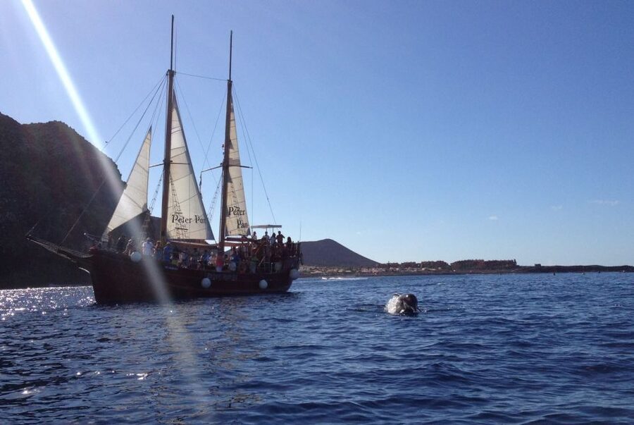 Tenerife: Whale & Dolphin Watching Cruise with Swim Stop - Best Fit: Who This Cruise Is For (and Who Should Skip It)
