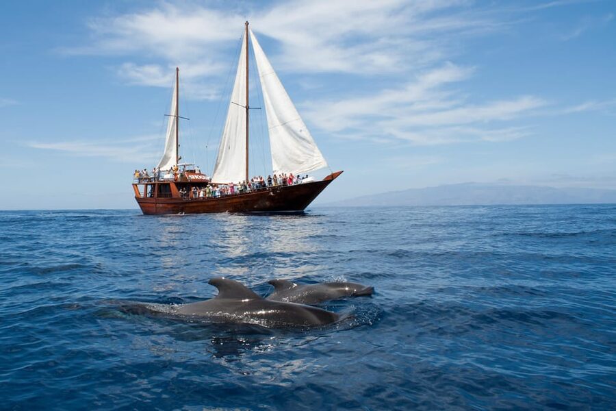 Tenerife: Whale & Dolphin Watching Cruise with Swim Stop - Getting Out of Your Hotel Area: Coach Ride to Los Cristianos
