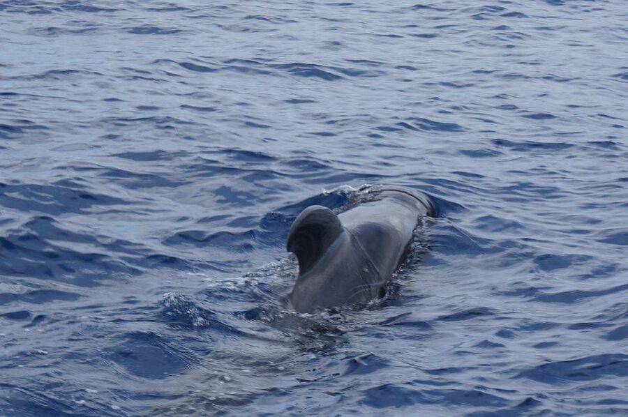 Tenerife: Whale & Dolphin Watching Cruise with Swim Stop - What to Pack for the Atlantic: Warm Clothes Win