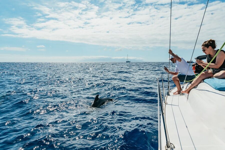 Tenerife: Whale & Dolphin Watching with Drinks and Snacks - Key things that make this Tenerife yacht trip work
