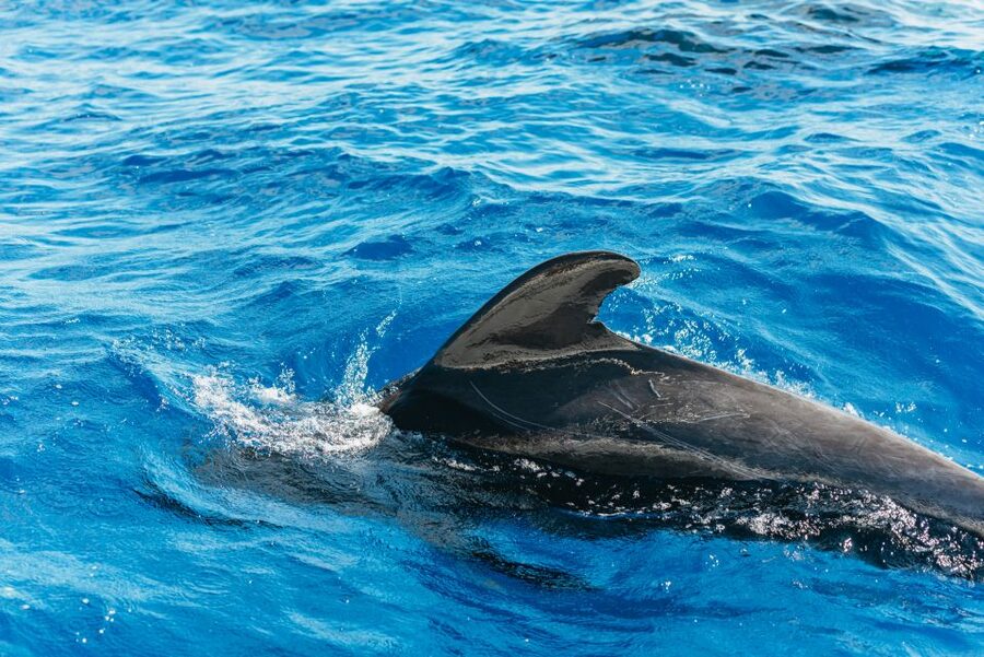 Tenerife: Whale & Dolphin Watching with Drinks and Snacks - Southern Tenerife by yacht, and why small beats big