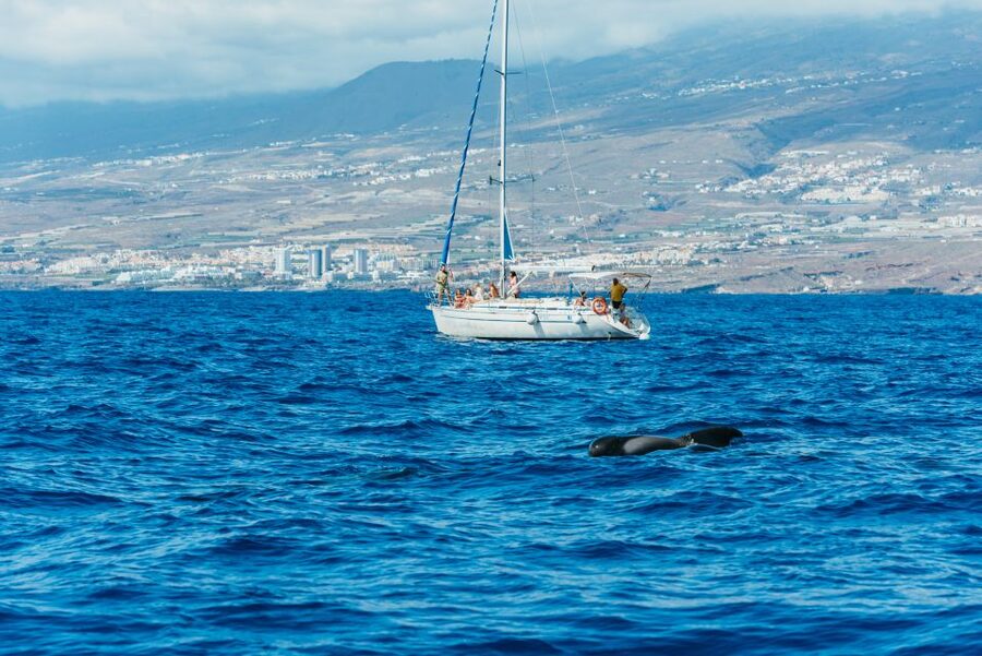 Tenerife: Whale & Dolphin Watching with Drinks and Snacks - Handling seasickness: what to bring and what to ask for