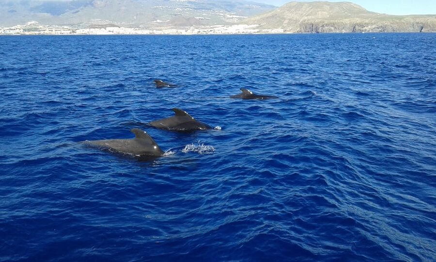 Tenerife: Whale tour and sea swim on a yacht for 22 people - Cliffs, Cueva del Amor Stories, and a Swim If the Sea Allows