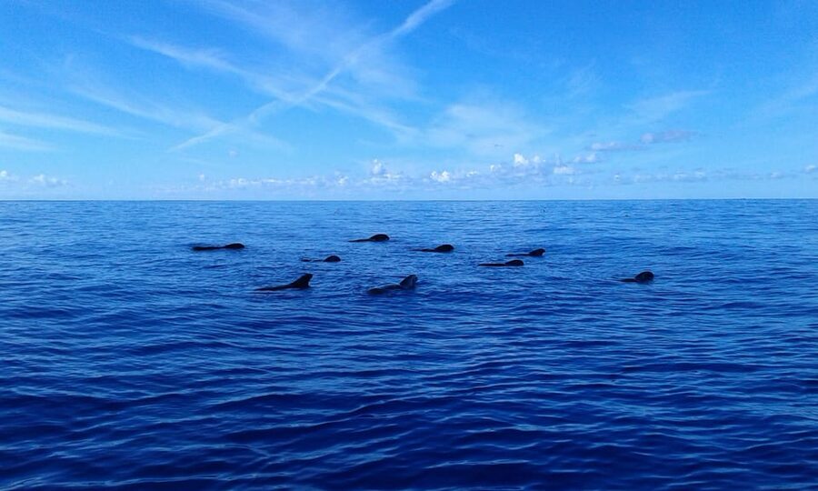 Tenerife: Whale tour and sea swim on a yacht for 22 people - Comfort on Deck: Sun Loungers, Upper Views, and Easy Stops