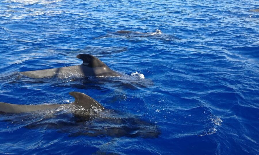 Tenerife: Whale tour and sea swim on a yacht for 22 people - Who This Tour Suits Best (and Who Should Rethink It)
