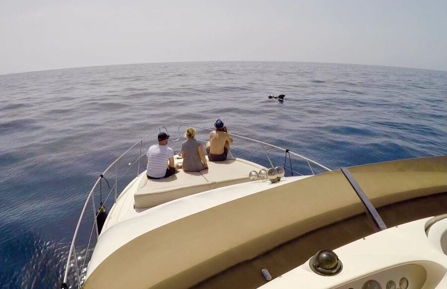 Tenerife: Whales and Snorkeling Tour on a Luxury Yacht - Who Should Book This Tour, and Who Might Want Another Option