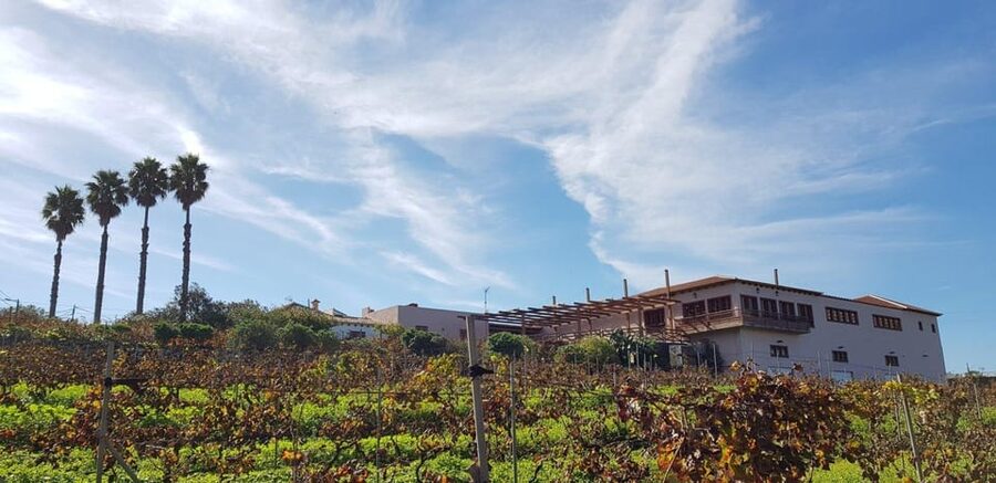 Tenerife Wine: Guided Tour & Tasting with Canarian bites - Key highlights to look for