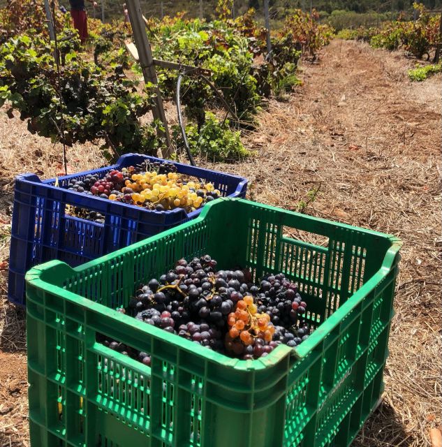 Tenerife Wine: Guided Tour & Tasting with Canarian bites - The ecological orchard, and why it matters for what’s in your glass